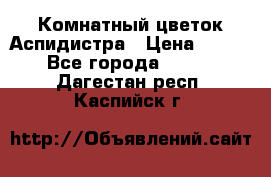 Комнатный цветок Аспидистра › Цена ­ 150 - Все города  »    . Дагестан респ.,Каспийск г.